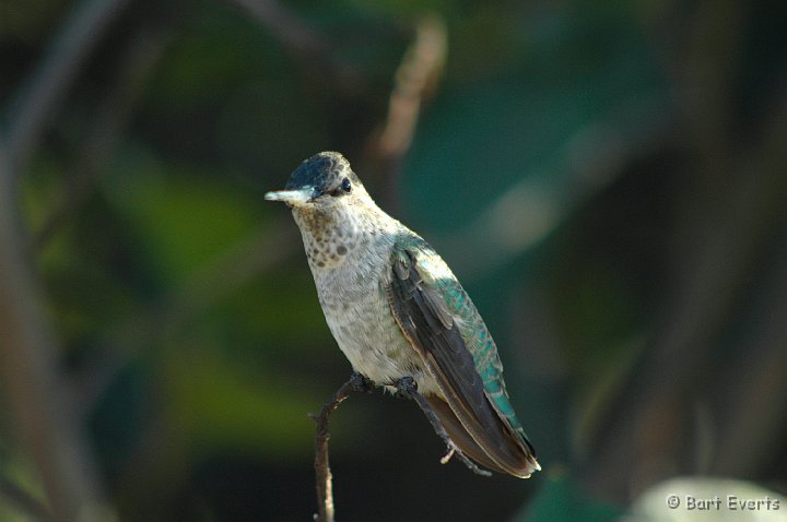 DSC_0880.JPG - Female Anna's Hummingbird